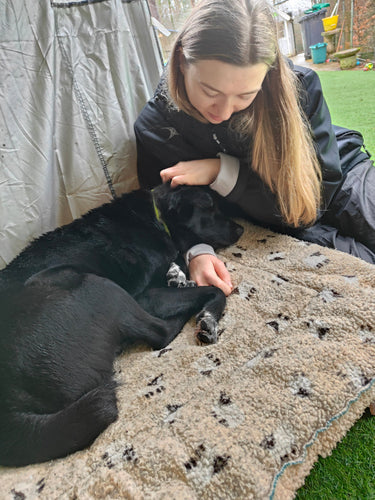 Helping Hounds Hampshire: A Beacon of Hope for Rescue Dogs