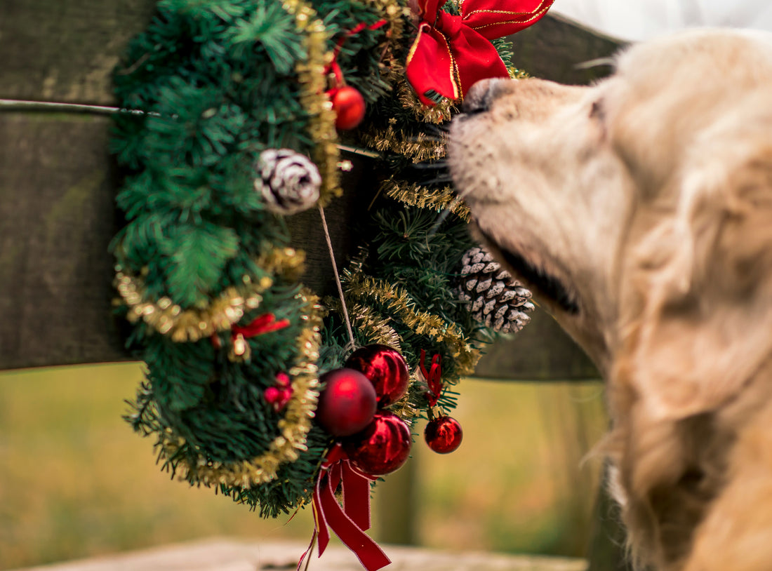 Dogs Are For Life, Not Just For Christmas